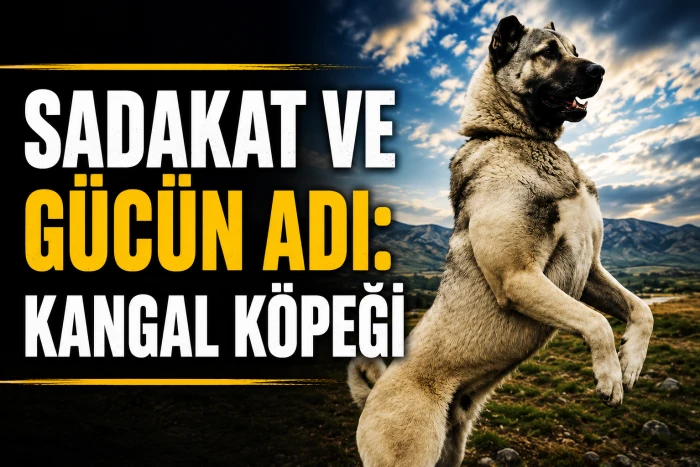 Kangal K&ouml;peği Sivas'ın Marka Değerleri Arasında Yer Alıyor